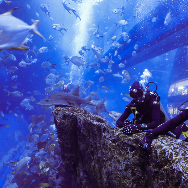 Shark Dive Experience – Certified Divers | Dubai Mall Aquarium 3