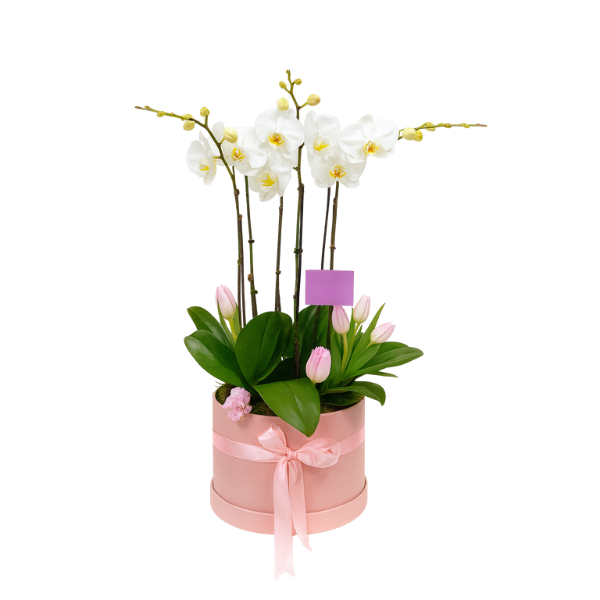 nbglb-10 – Pink Elegance Orchid & Tulip Bloom Box