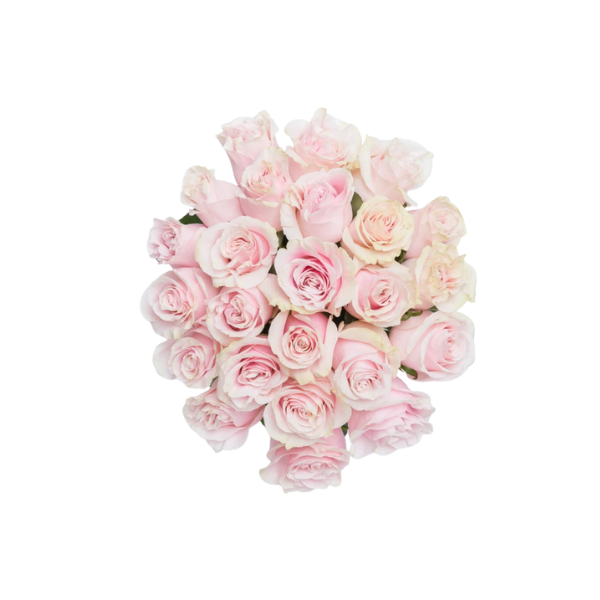 Blush Serenity – 25 Pink Roses Bouquet 2