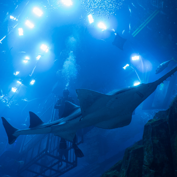 Shark Dive Experience – Certified Divers | Dubai Mall Aquarium 4