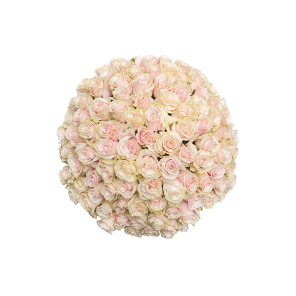 Pure Grace – 100 Pink & Ivory Roses Bouquet 2