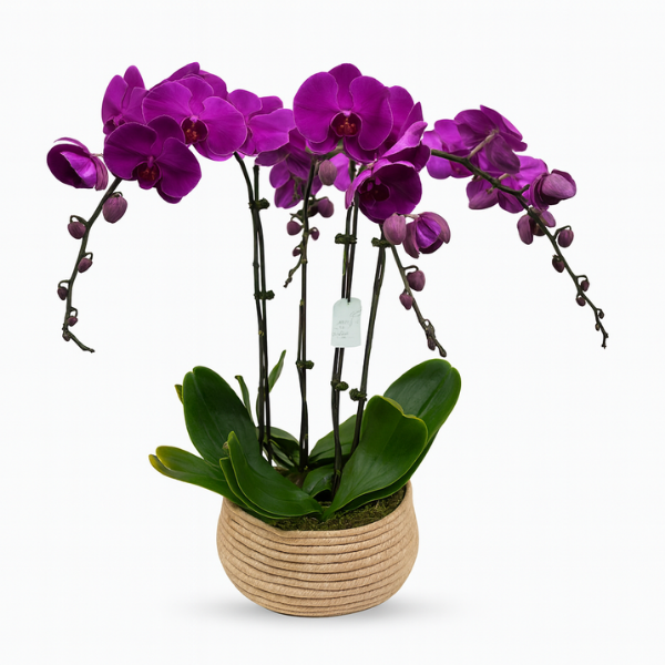 pphlpb-30 – Royal Purple Phalaenopsis Orchid Arrangement
