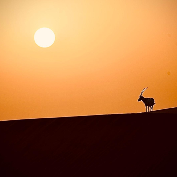 Heritage Desert Safari with Overnight up to 2 Guests 2