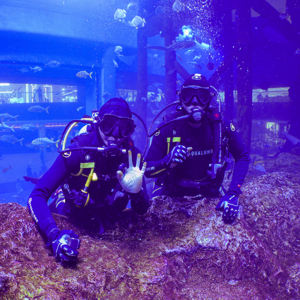 Shark Dive Experience – Certified Divers | Dubai Mall Aquarium 6