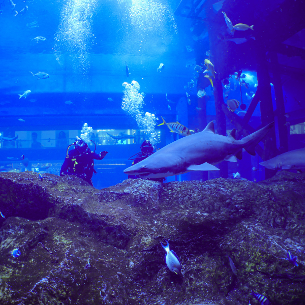 Shark Dive Experience – Certified Divers | Dubai Mall Aquarium 2