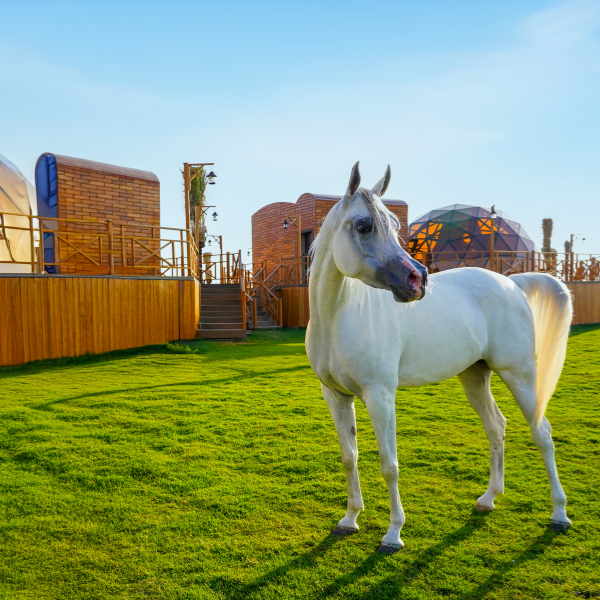 Al Marmoom Domes Experience with Overnight Stay 9