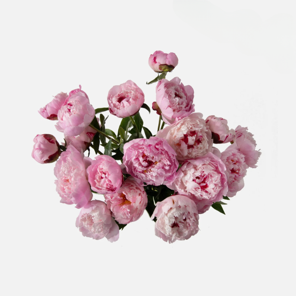 Peony Delight Bouquet 2