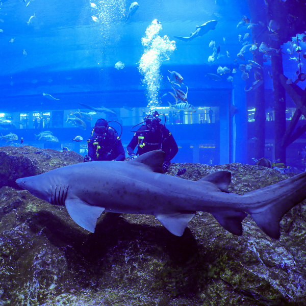 Shark Dive Experience – Certified Divers | Dubai Mall Aquarium 5