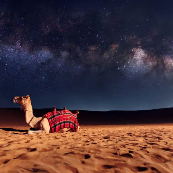 Heritage Desert Safari with Overnight up to 2 Guests 5