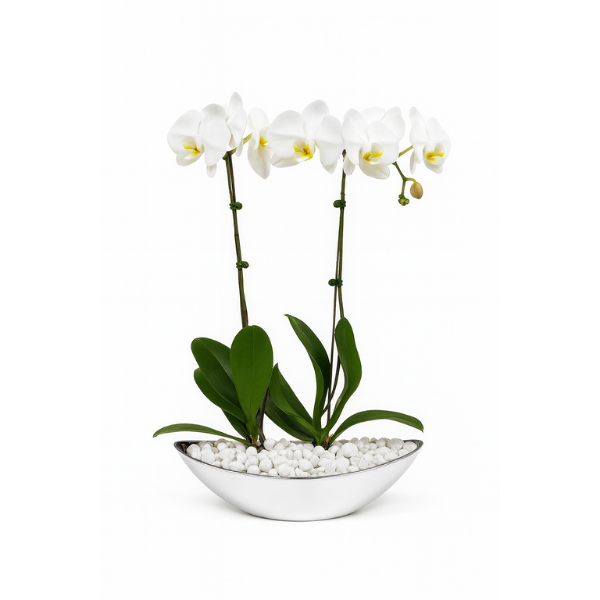 wphmovp-20 – White Phalaenopsis Orchids in Oval Premium Vase